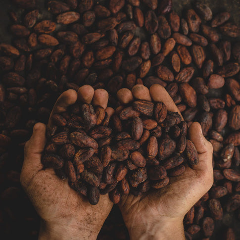two hands holding roasted cacao beans