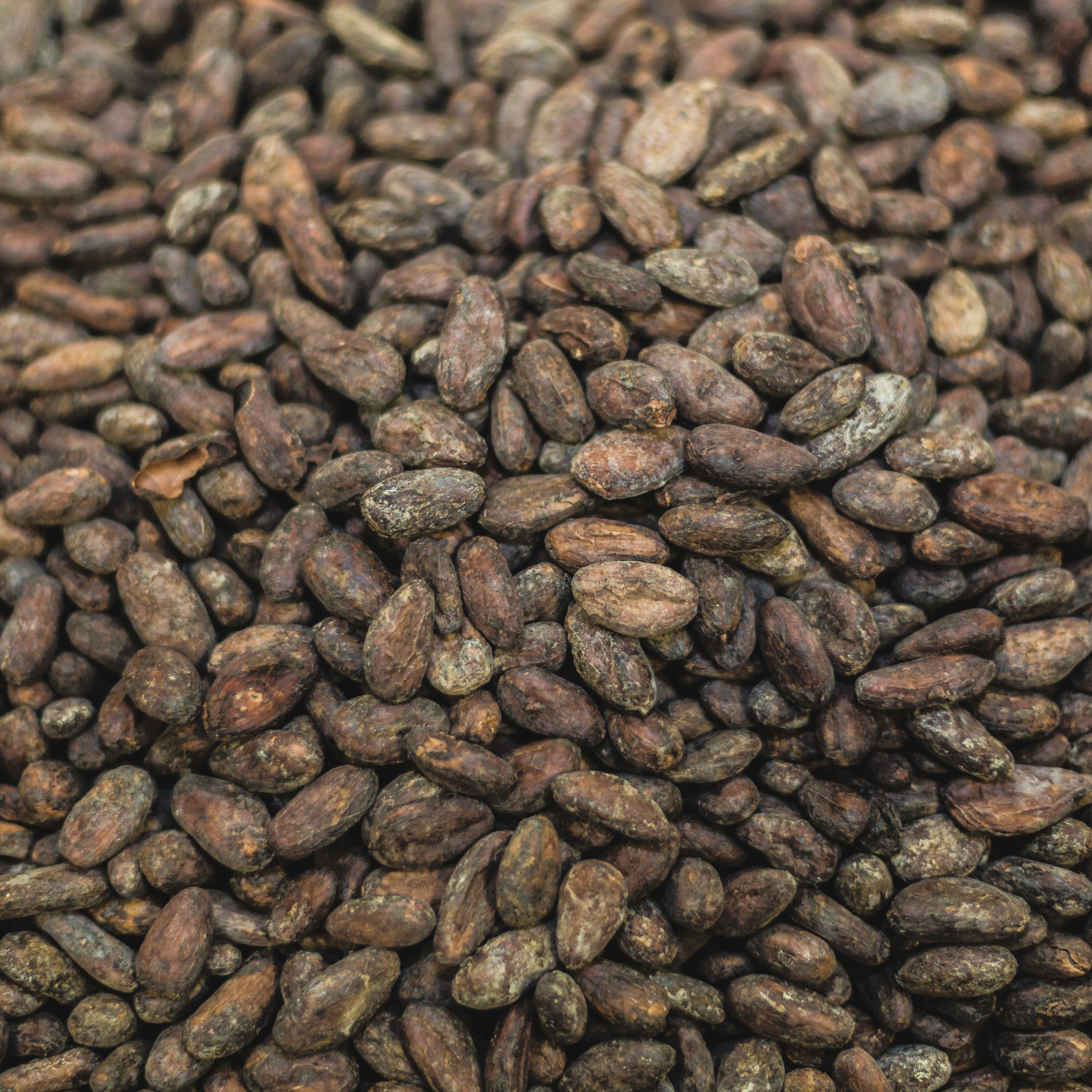 Close up of Cacao beans